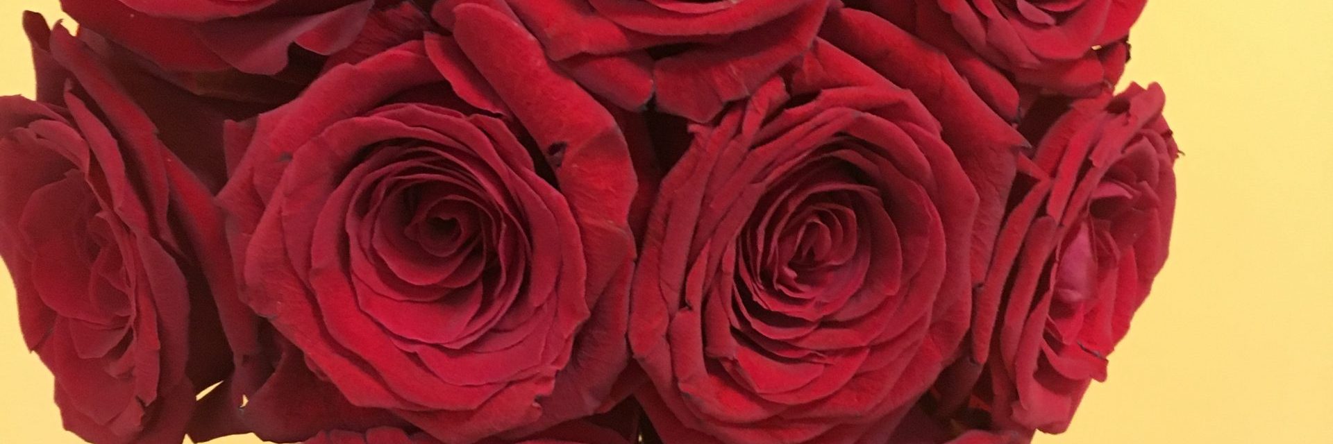 Significado de los colores de las rosas